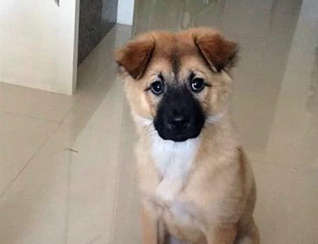 外国男子请中国兽医帮忙剪犬毛发,成果让他觉得太刺激了! 外国男子请中国兽医帮忙剪犬毛发,成果让他觉得太刺激了!