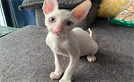 想让柯尼斯卷毛猫言听计从，这些训练法你掌握了吗？