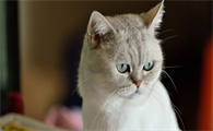 猫后腿无力没精神头是什么情况