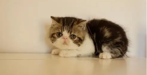 小猫心脏肥大的话会怎么样 小猫心脏肥大的话会怎么样