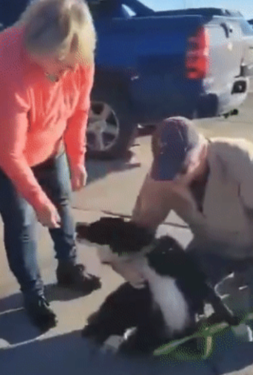 狗狗走失一周后自己跑回家,全家人看到它时的反应...这也太好哭了! 狗狗走失一周后自己跑回家,全家人看到它时的反应...这也太好哭了!