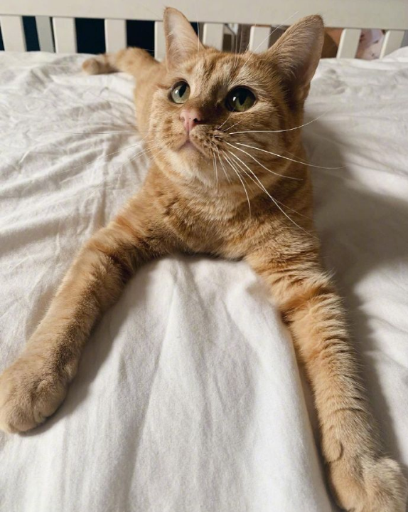 橘猫:我脖子以下全是腿!快来get腿超长的橘猫吧 橘猫:我脖子以下全是腿!快来get腿超长的橘猫吧