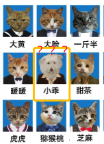 四川大学上百只流浪猫的证件照走红网络，幕后的故事居然这么劲爆！