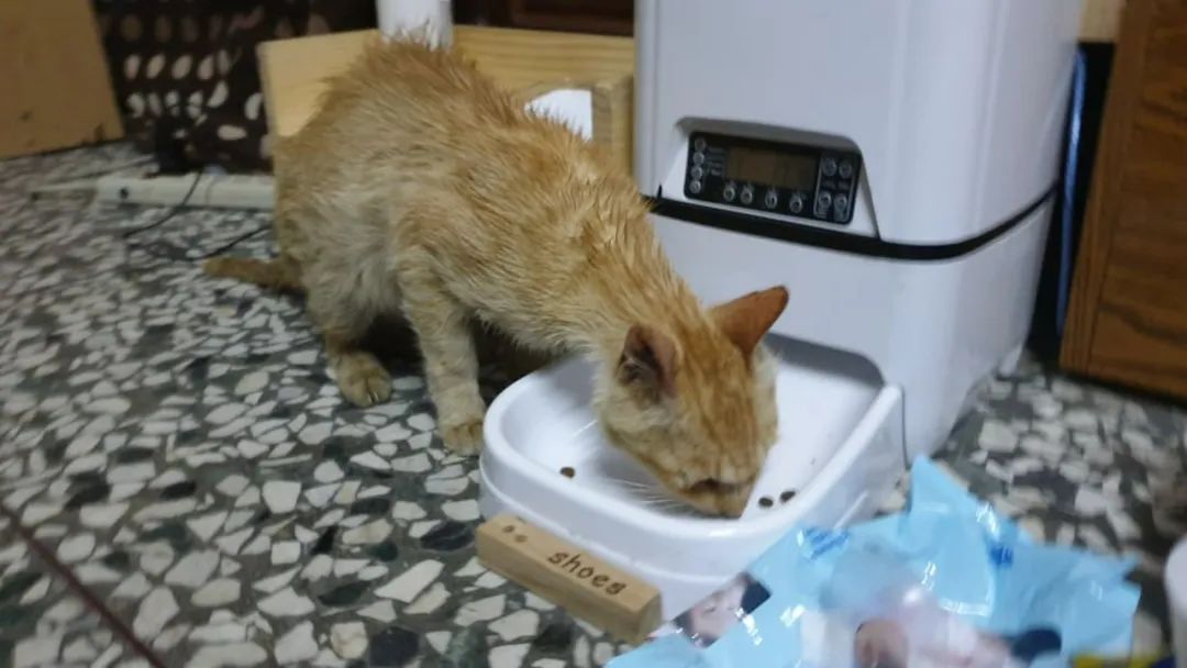 流浪艾滋猫患贫血黄疸被建议安乐死，网友收养一年后，变化超大！