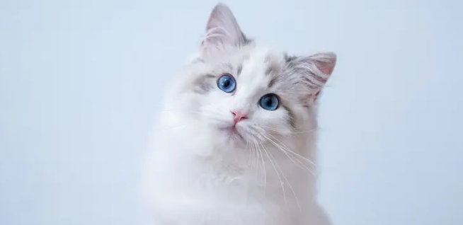 猫总是想往外跑,是讨厌主人的表现吗? 猫总是想往外跑,是讨厌主人的表现吗?