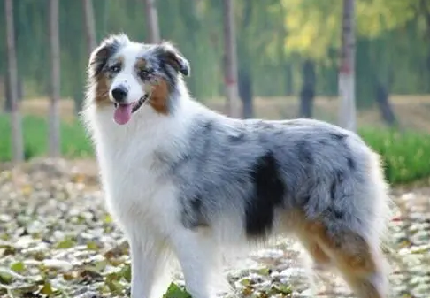 训练澳大利亚牧羊犬叫的技巧，有需要的来get一下