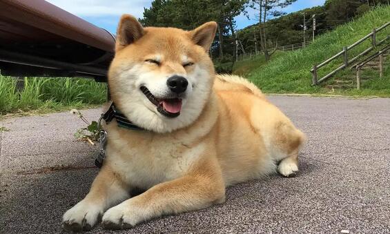 幼犬拉稀之后什么时候可以进食 幼犬拉稀之后什么时候可以进食
