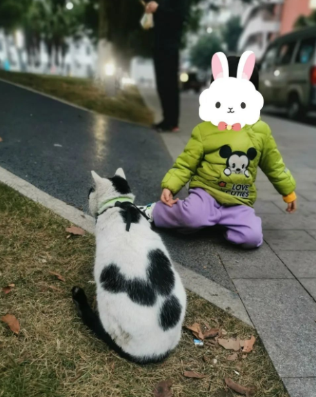 四川大学上百只流浪猫的证件照走红网络，幕后的故事居然这么劲爆！