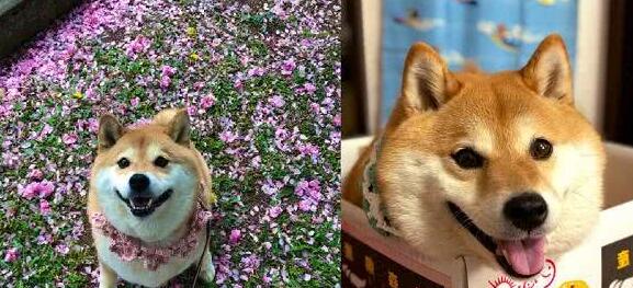 想带狗狗出门晒太阳,柴犬担忧晒黑,全程躲在阴凉处偷懒 想带狗狗出门晒太阳,柴犬担忧晒黑,全程躲在阴凉处偷懒