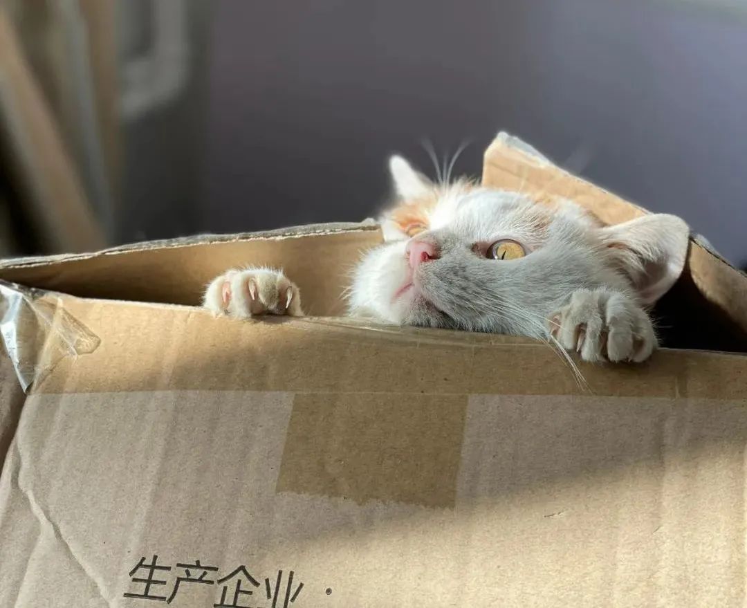 流浪猫的逆袭之路|变成了京城阔少，还住上了大别墅！