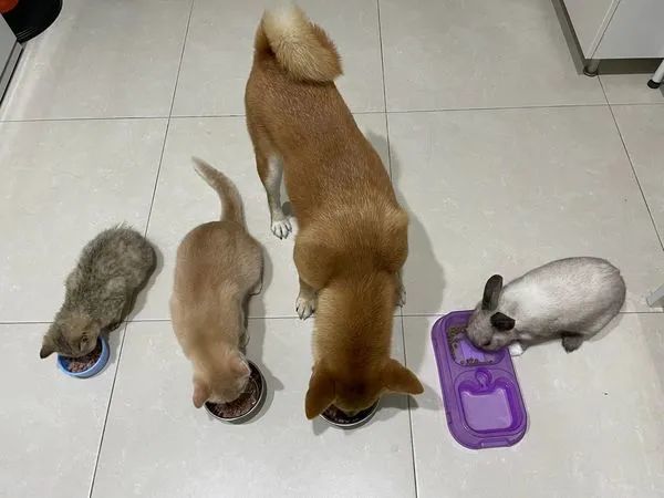 小主人在家上网课，猫狗在身后睡成一片：这声儿催眠