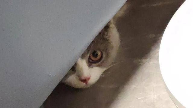 让猫独自在家娱乐的10个方法，你知道几个？