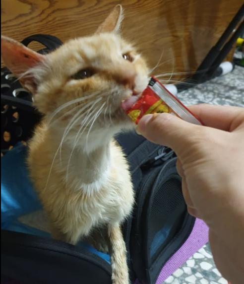 流浪艾滋猫患贫血黄疸被建议安乐死，网友收养一年后，变化超大！
