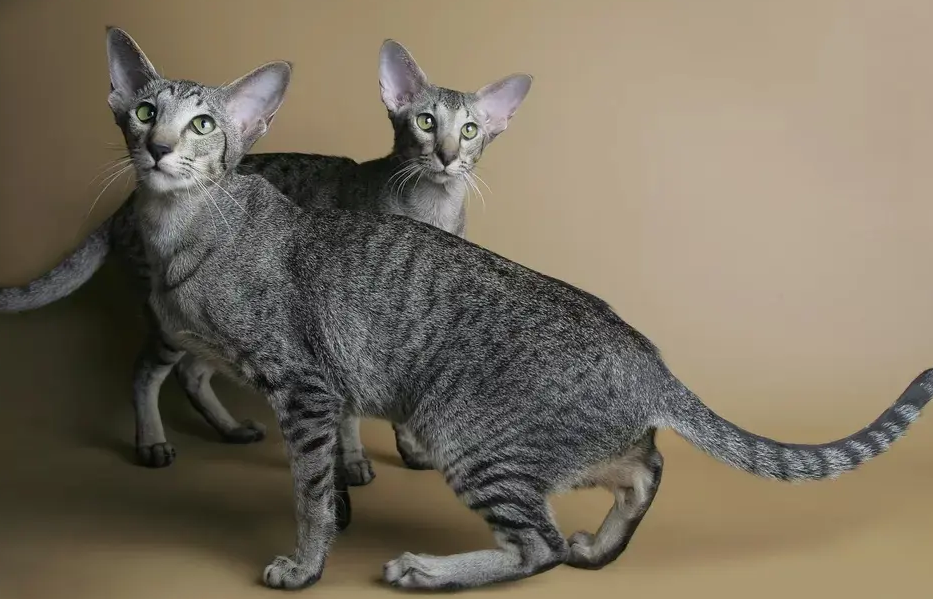 东方猫猫毛的清理小技巧分享~ 东方猫猫毛的清理小技巧分享~