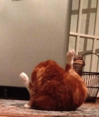 深夜看到我家的猫:诶,哪儿来的大鸡腿! 深夜看到我家的猫:诶,哪儿来的大鸡腿!