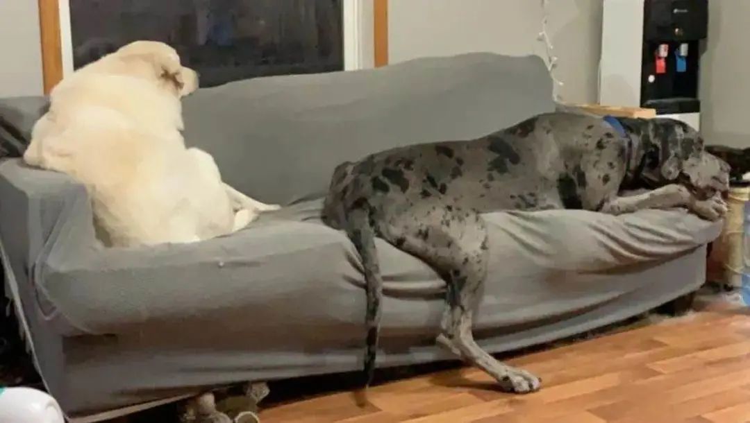 以为养了只小型犬,结果一年后却蹿到190斤...哈哈哈 以为养了只小型犬,结果一年后却蹿到190斤...哈哈哈