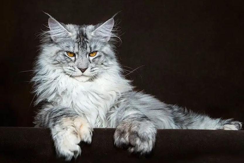 饲养缅因猫，需要注意的一些事！