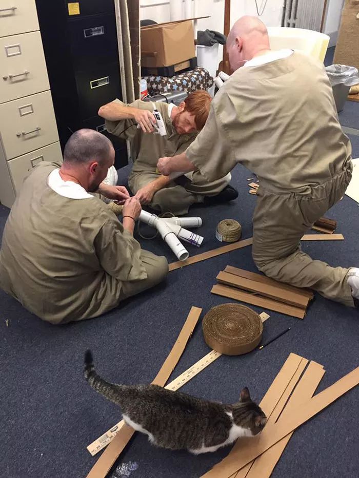 很治愈！可能被安乐死的流浪猫，送去监狱给犯人照顾会怎样