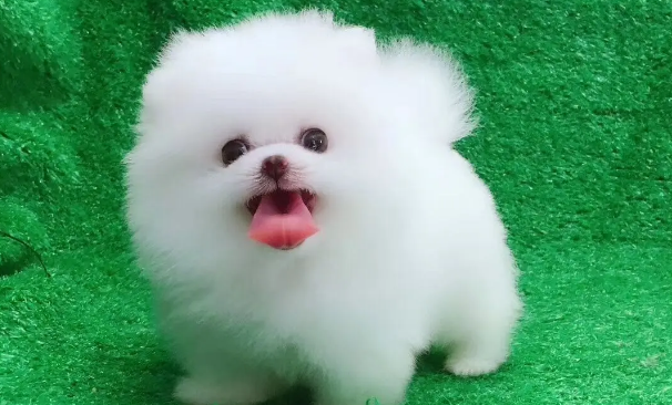 博美身上有疙瘩状结痂用什么药 博美身上有疙瘩状结痂用什么药