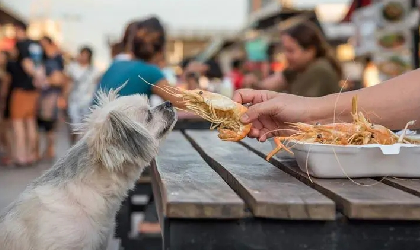 狗狗可以吃煮熟的虾肉吗”