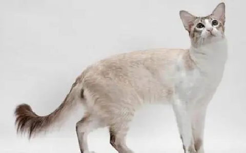 巴厘猫寿命是多久?快来这了解一下!.png 巴厘猫寿命是多久?快来这了解一下!.png