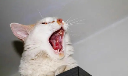 猫咪口腔炎有什么症状应该用什么药.png 猫咪口腔炎有什么症状应该用什么药.png