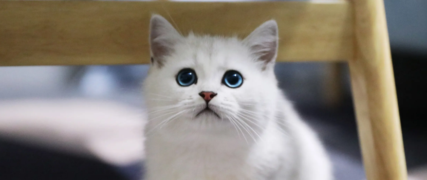 猫怕水，怎么洗澡比较好？