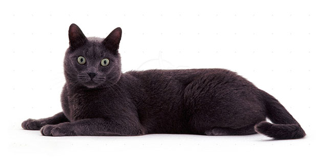 如何预防科拉特猫掉毛?看完这篇文章你就知道了! 如何预防科拉特猫掉毛?看完这篇文章你就知道了!