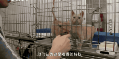 很治愈！可能被安乐死的流浪猫，送去监狱给犯人照顾会怎样