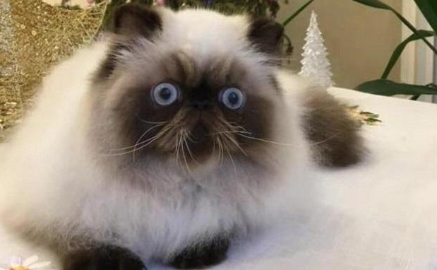 喜马拉雅猫掉毛咋办?这些方法或许可以帮你! 喜马拉雅猫掉毛咋办?这些方法或许可以帮你!
