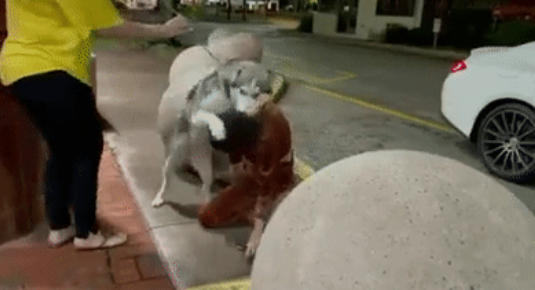 狗狗走失一周后自己跑回家,全家人看到它时的反应...这也太好哭了! 狗狗走失一周后自己跑回家,全家人看到它时的反应...这也太好哭了!