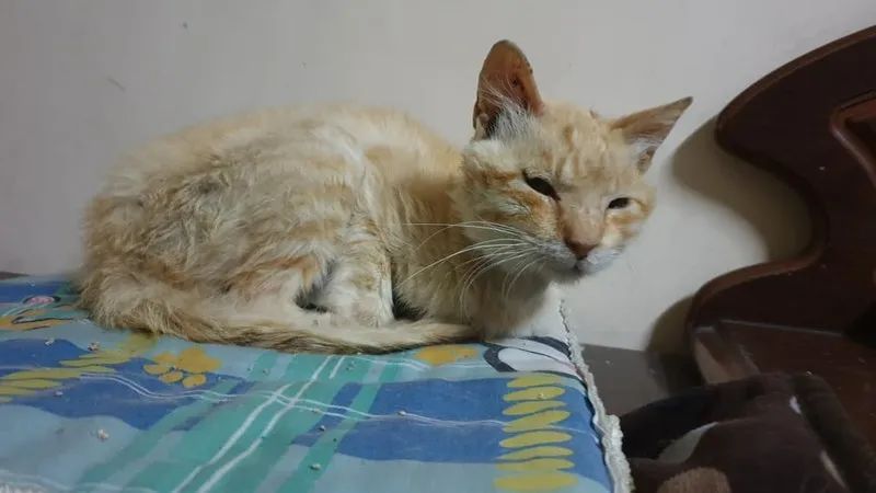 流浪艾滋猫患贫血黄疸被建议安乐死，网友收养一年后，变化超大！