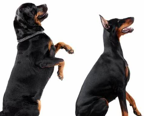 网红“创可贴警犬”即将退役,罗威纳不愧是最聪明的猛犬.png 网红“创可贴警犬”即将退役,罗威纳不愧是最聪明的猛犬.png