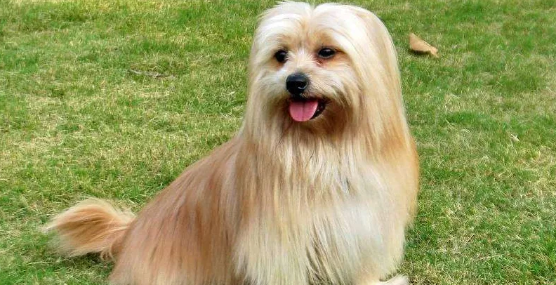 导致西施犬掉毛的原因，竟然这么多！