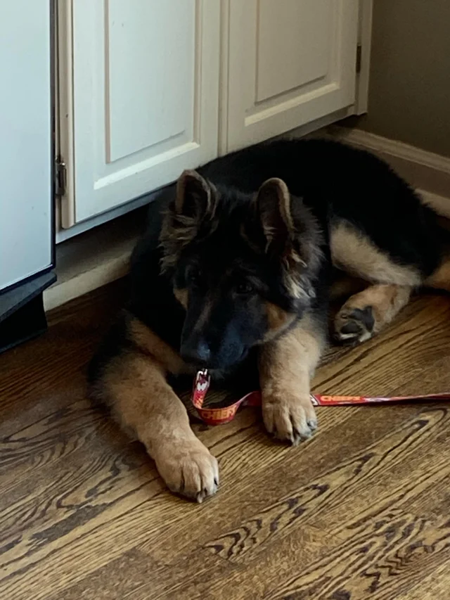 以为养了只小型犬,结果一年后却蹿到190斤...哈哈哈 以为养了只小型犬,结果一年后却蹿到190斤...哈哈哈