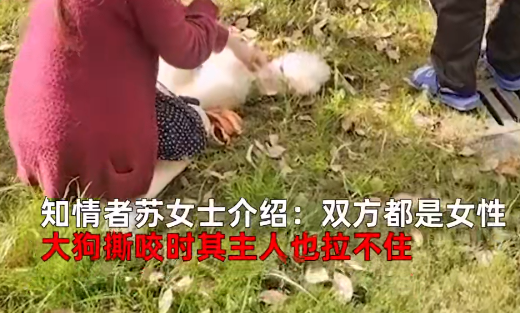 上海女子遛小狗不牵绳,小狗还对身边大狗频繁挑衅,结果…… 上海女子遛小狗不牵绳,小狗还对身边大狗频繁挑衅,结果……