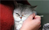 猫眼屎红色分泌物用什么药？