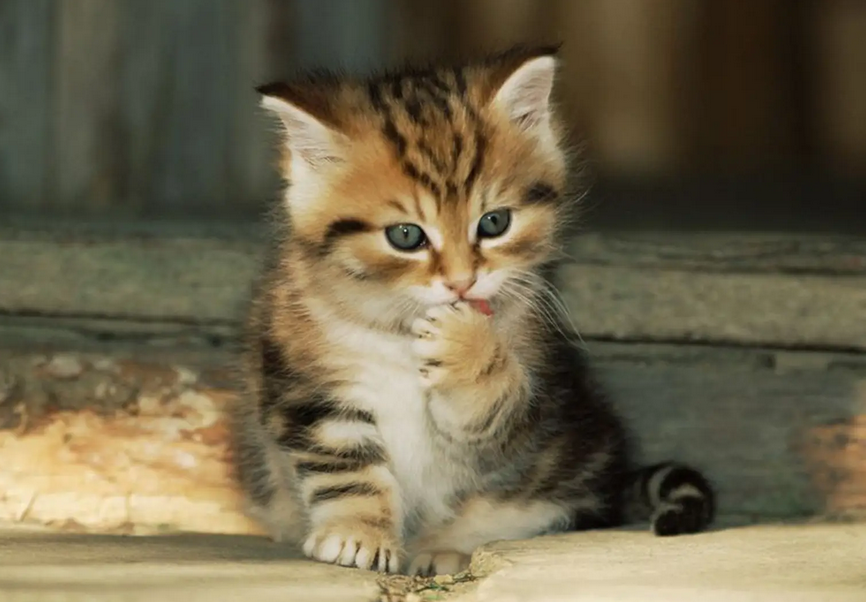 一个月小奶猫怎么训练它不咬人 一个月小奶猫怎么训练它不咬人