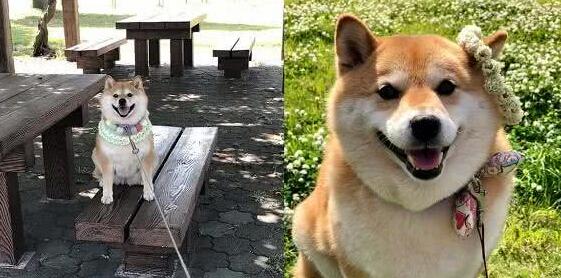 想带狗狗出门晒太阳，柴犬担忧晒黑，全程躲在阴凉处偷懒