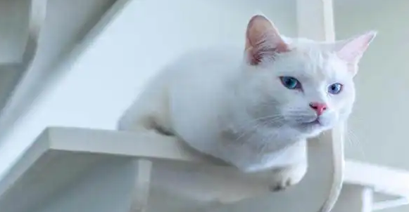 科拉特猫护理难吗?掌握这些技巧就可以啦! 科拉特猫护理难吗?掌握这些技巧就可以啦!