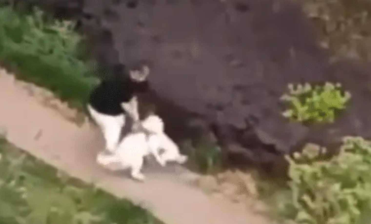 上海女子遛小狗不牵绳,小狗还对身边大狗频繁挑衅,结果…… 上海女子遛小狗不牵绳,小狗还对身边大狗频繁挑衅,结果……