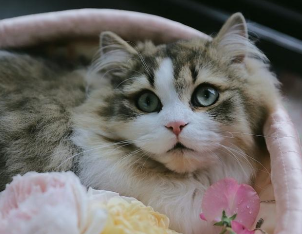 怎么解决猫脱毛的问题 怎么解决猫脱毛的问题
