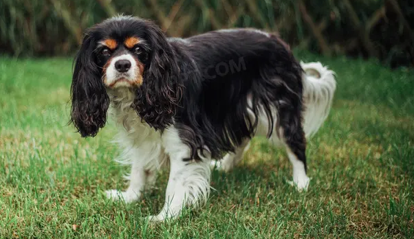 骑士查理王小猎犬饲养方法及注意事项,主人一定要知道! 骑士查理王小猎犬饲养方法及注意事项,主人一定要知道!