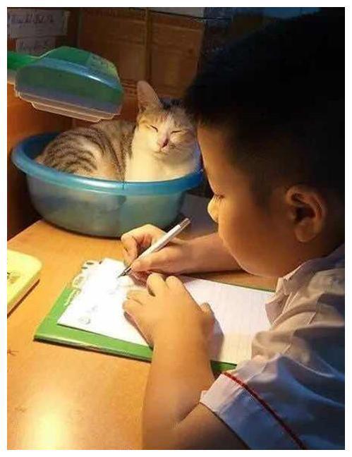 猫咪打扰孩子写作业,看看硬核妈妈是怎么降服的? 猫咪打扰孩子写作业,看看硬核妈妈是怎么降服的?