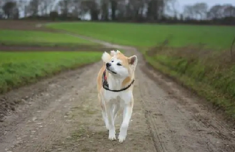 秋田幼犬几个月退胎毛，主人有必要了解一下~.png