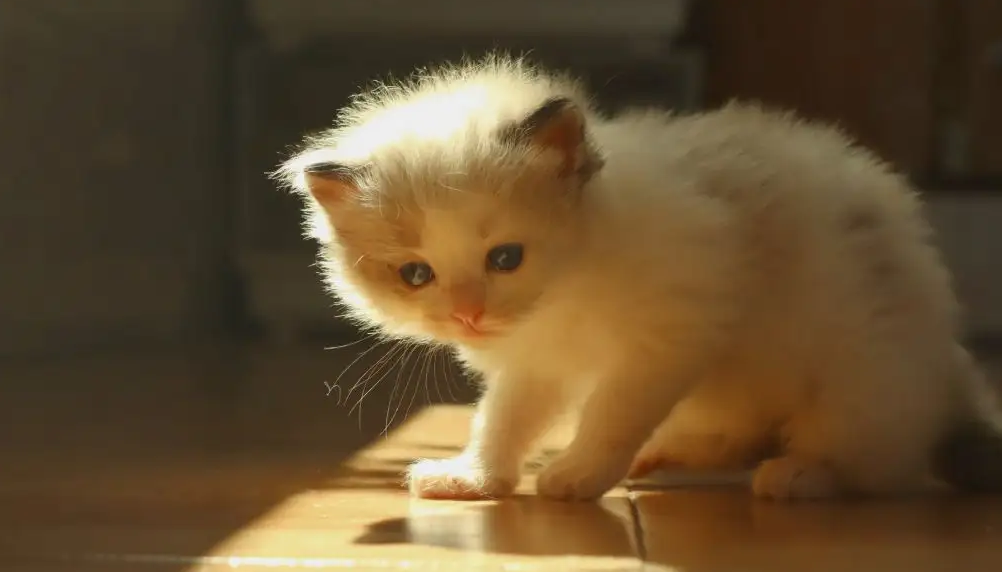 宠物猫流泪是怎么回事 宠物猫流泪是怎么回事