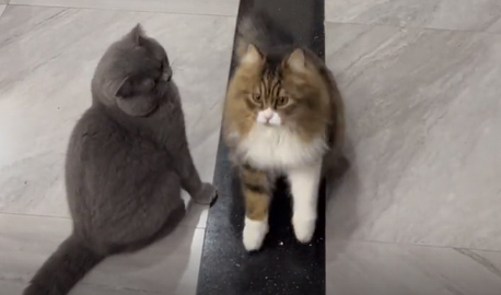 家有两猫两只猫叫什么 家有两猫两只猫叫什么