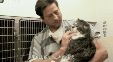 很治愈！可能被安乐死的流浪猫，送去监狱给犯人照顾会怎样