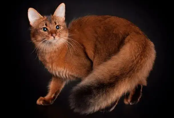 索马里猫不用猫砂怎么办？大家快来学习一下！