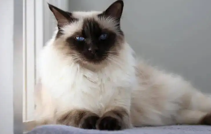 巴厘猫的饲养方法，主人一定要掌握！
